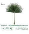 GloboStar® Artificial Garden WASHINGTONIA FILIFERA PALM LEAF 20171 Τεχνητό Διακοσμητικό Φύλο Φοινικόδεντρου Βεντάλια Π170 x Υ200cm